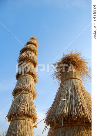 ソテツの冬支度。 3436934