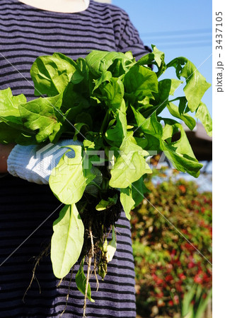 ホウレン草の収穫 3437105