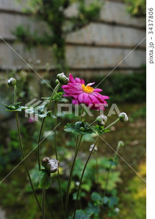 京都竹林公園の秋明菊 京都竹林公園の秋明菊 3437806