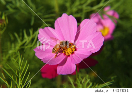 コスモス コスモス 3437851