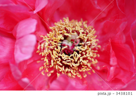 牡丹のしべ 牡丹のしべ 3438101