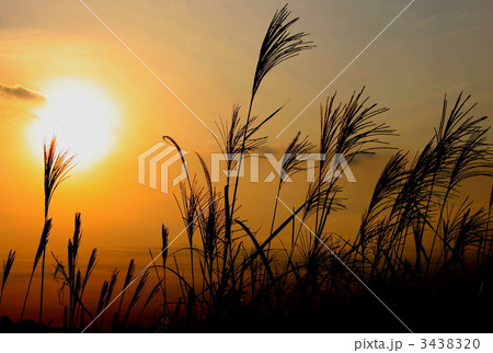 夕焼けに染まるススキ 3438320