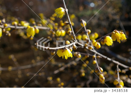 ロウバイ 3438538