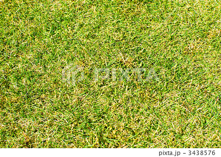 秋の芝生 3438576