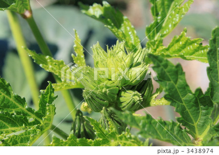 オクラの花の蕾 オクラの花の蕾 3438974