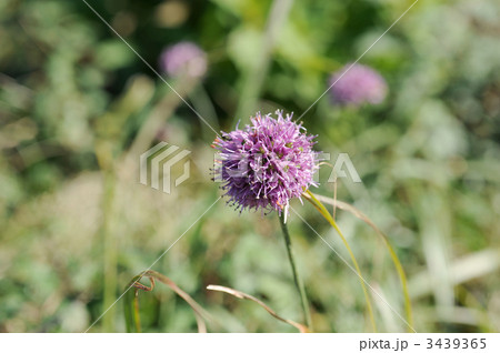 ヤマラッキョウの花 ヤマラッキョウの花 3439365