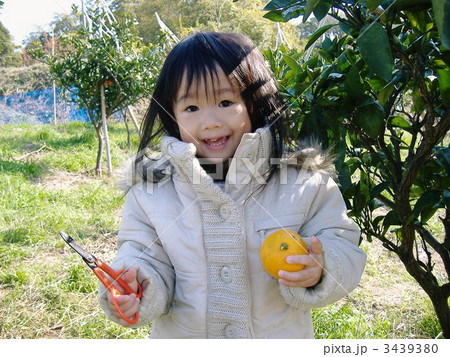 ミカン狩り 3439380
