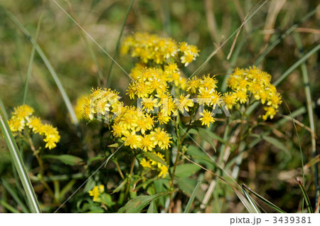 アキノキリンソウ 3439381