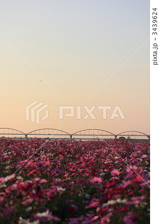 水管橋とコスモス畑 水管橋とコスモス畑 3439624