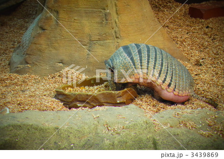 アルマジロ_食事中 3439869