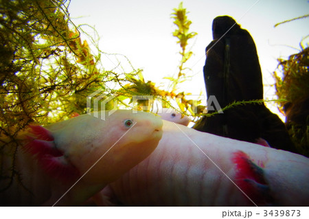 ウーパールーパー 3439873