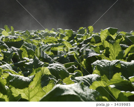 朝の畑 朝の畑 3439985