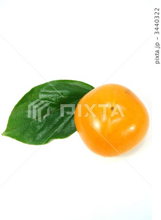 柿の実１個葉１枚・縦位置白バック 3440322