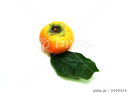 柿の実１個葉１枚・横位置白バック 3440324