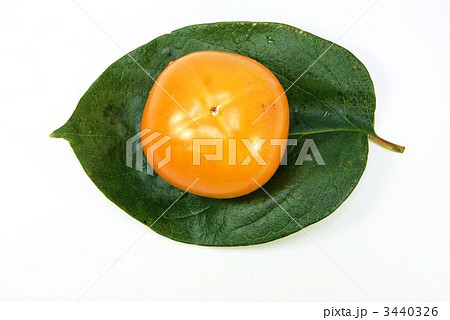 柿の実1個葉1枚重ね・横位置白バック 柿の実1個葉1枚重ね・横位置白バック 3440326