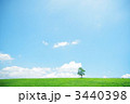 一本の木 3440398