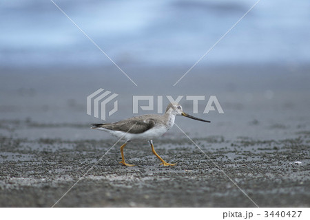 ソリハシシギ ソリハシシギ 3440427