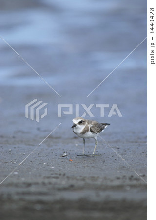 シロチドリとかに シロチドリとかに 3440428