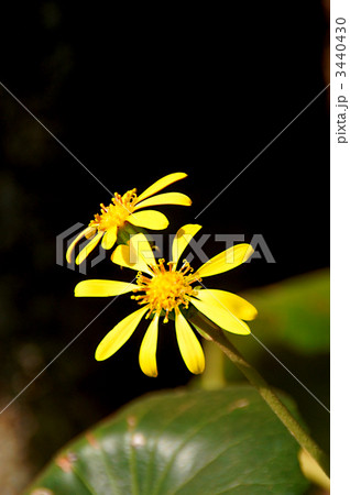 ツワブキの花 3440430