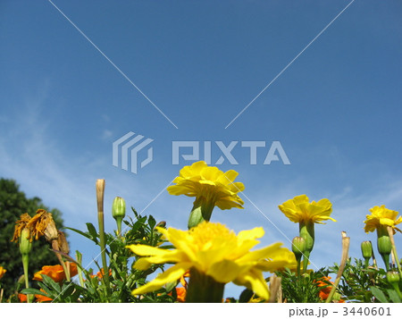 マリーゴールド 3440601