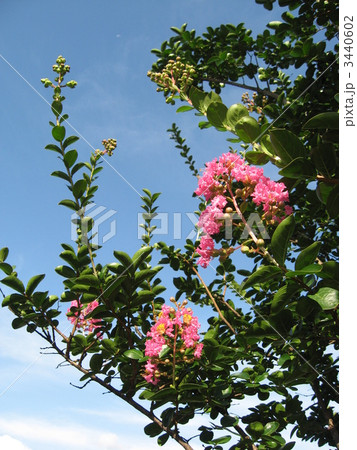 サルスベリ 3440602