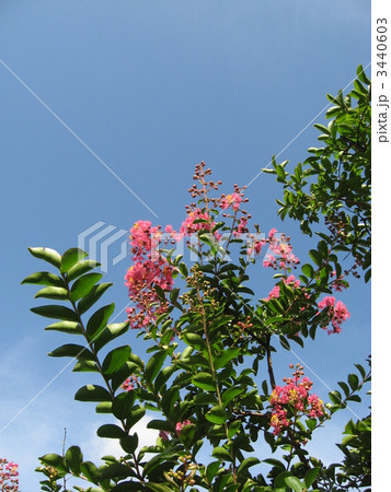 サルスベリ 3440603