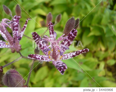 タイワンホトトギスの花 3440966