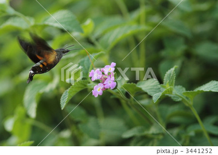 コバノランタナで吸蜜するホシホウジャク 3441252
