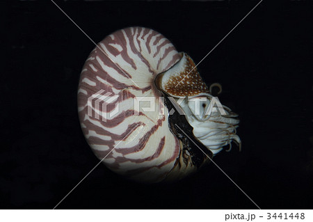 生きた化石 オウムガイの写真素材 [3441448] - PIXTA