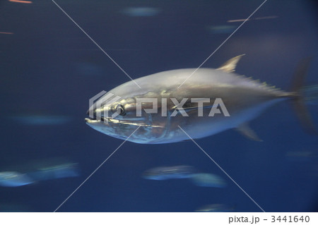 クロマグロの回遊 3441640