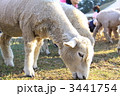 シープドッグショー 3441754