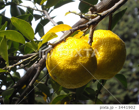 香り高き色 3441902