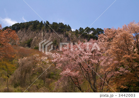 屏風岩公苑の桜 3442003