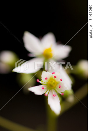 ダイモンジソウ 3442060