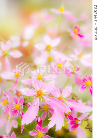 ダイモンジソウ 3442082