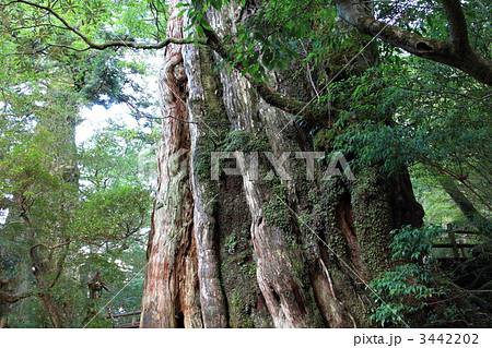 屋久島紀元杉 3442202