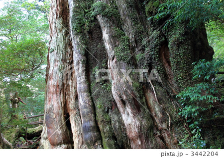 屋久島紀元杉 3442204