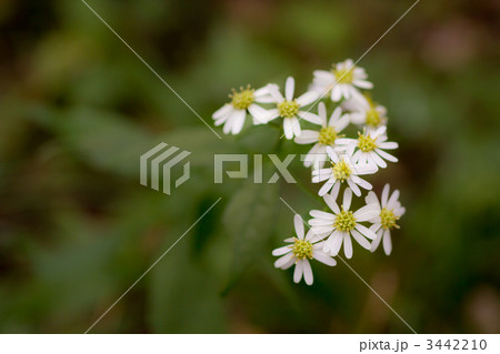 シロヨメナ 3442210