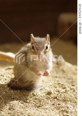 シマリス シマリス 3442416