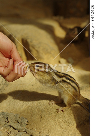 シマリス シマリス 3442426