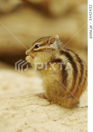 シマリス シマリス 3442432