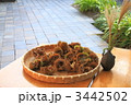いがいが 3442502