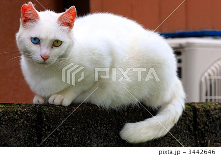 金色 青色 左右色の違う目カオマニー 猫 の写真素材