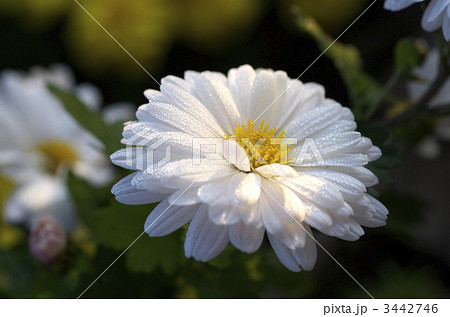 菊の花 菊の花 3442746