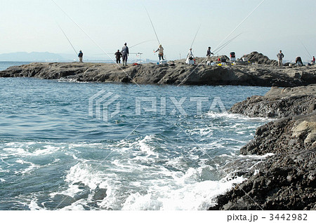 江の島稚児ヶ淵の磯釣り 3442982