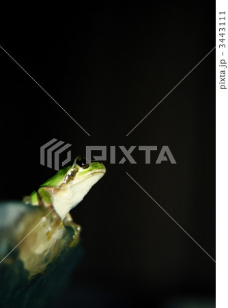 カエル、飛び出す瞬間 3443111
