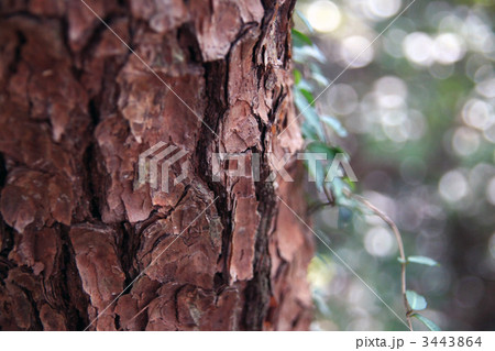赤松の樹皮 赤松の樹皮 3443864