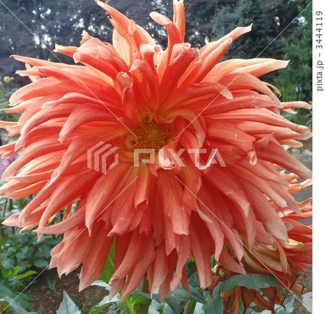 クララヒューストン 3444119