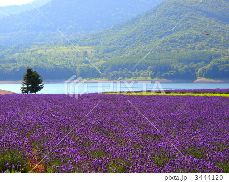 かなやま湖ラベンダー園 3444120