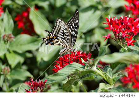 アゲハチョウと赤色の星形の花 クササンタンカ の写真素材